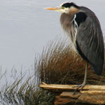 Heron at My Backyard: click to enlarge